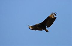 Black Vulture